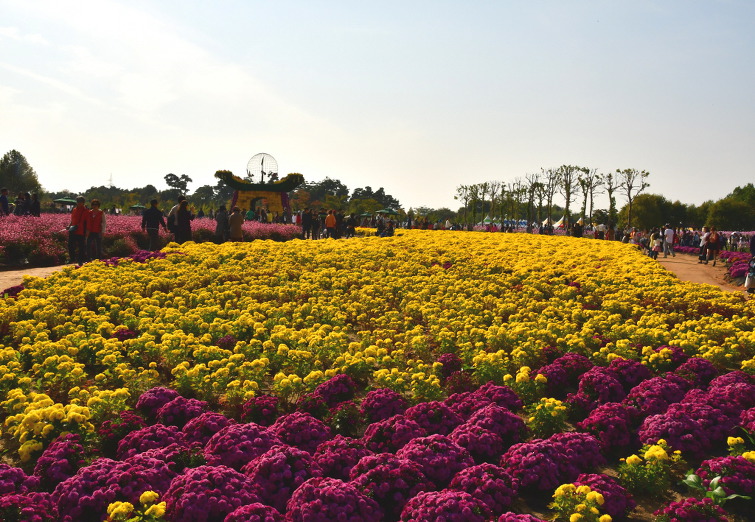 국화 향기가 진동하던 날