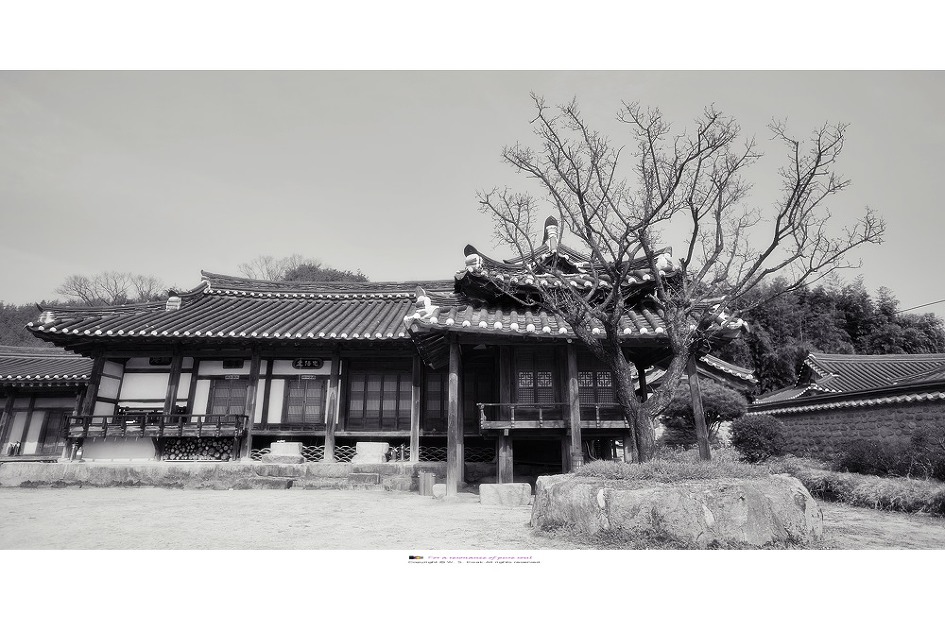 동계종택매(桐溪宗宅梅)