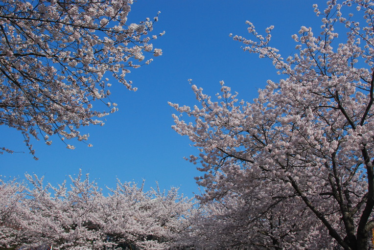 벚꽃 (모악산)