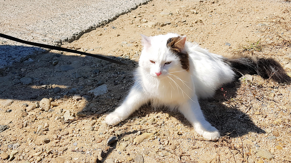 [고양이] 고양이가 엄청나게 크다 / 토함