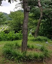 떡갈나무 이미지
