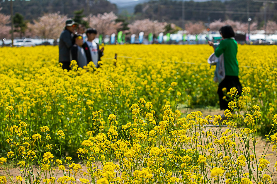 유채꽃축제
