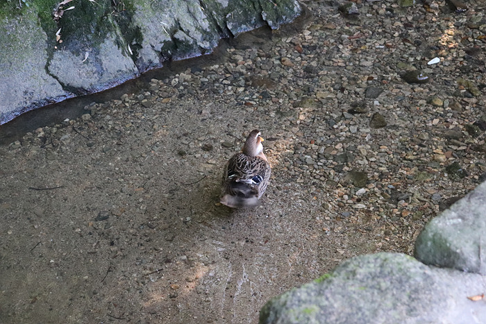 원본이미지(클릭)
