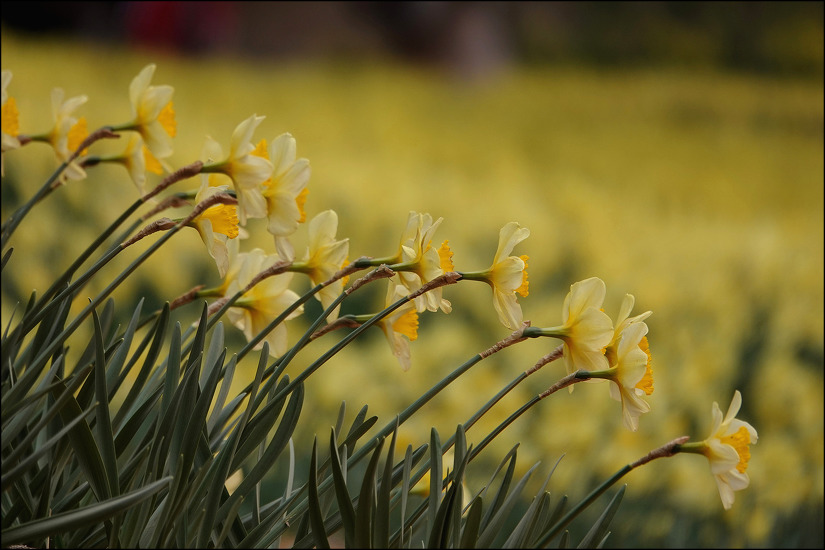 유기방가옥과 수선화