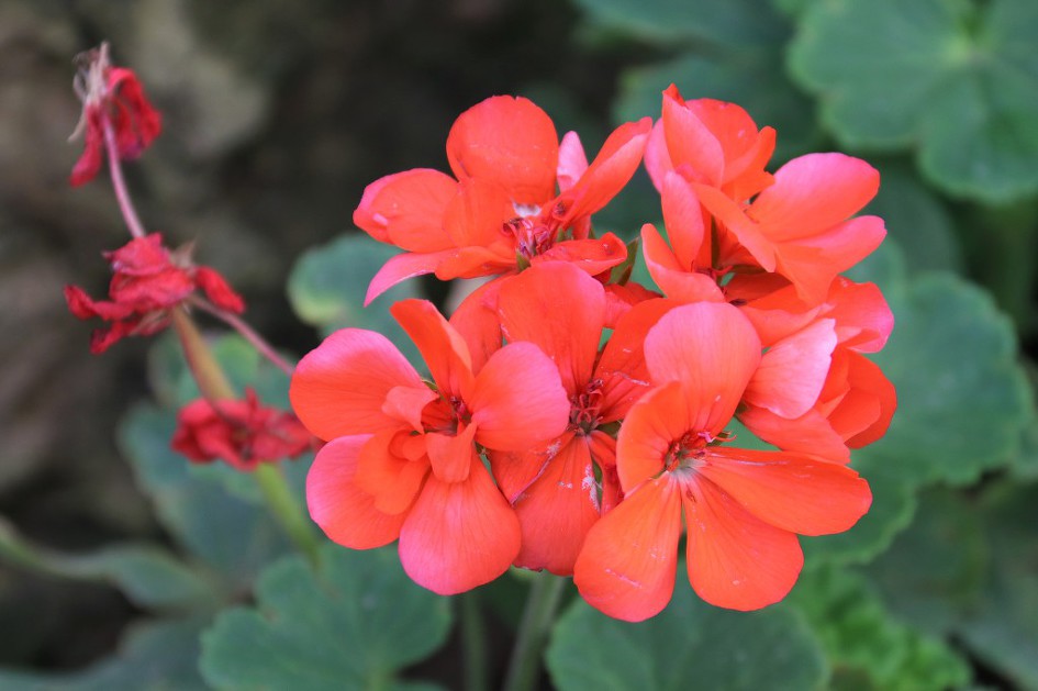 마곡 '서울식물원의 꽃'을 담았습니다.      (20190118)