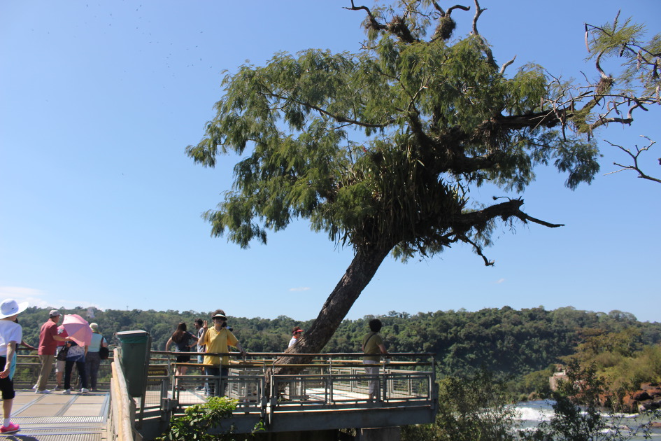 [아르헨티나 이과수 폭포#2] 보행자 산책로와 다리를 따라 아름다운 이과수 폭포를 감상하다.