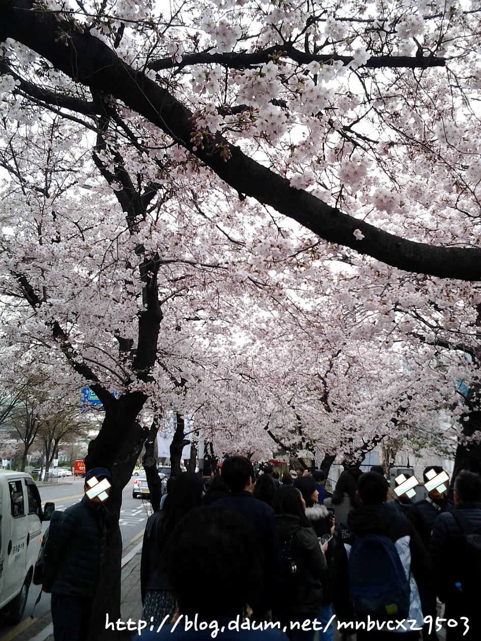 2019 汝矣島 春花 祝祭