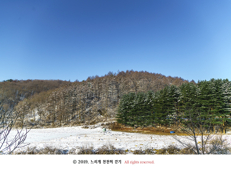동강 생태체험관 앞 너른 바위에 피어있는 동강할미꽃