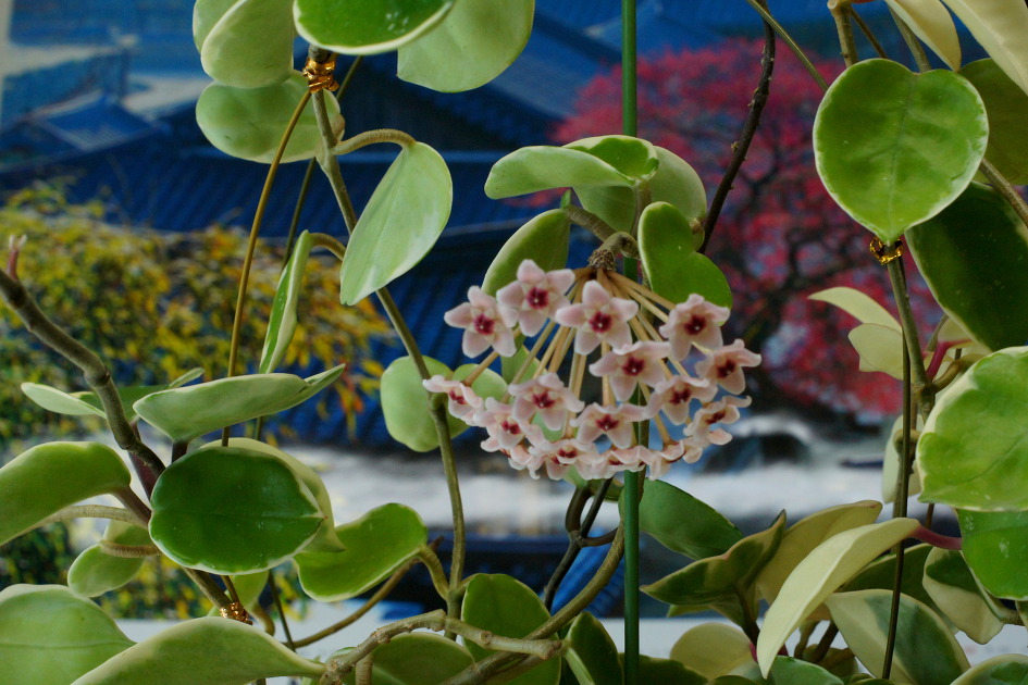 2019-호야꽃
