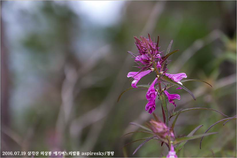 현삼과 며느리밥풀(Melampyrum : 메람피룸)속 알아보기