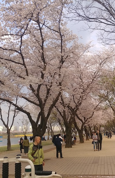 벚꽃이 흐드러진 동촌 유원지...