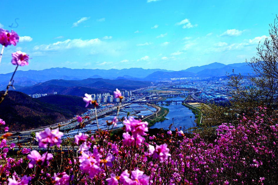 대구 와룡산 진달래
