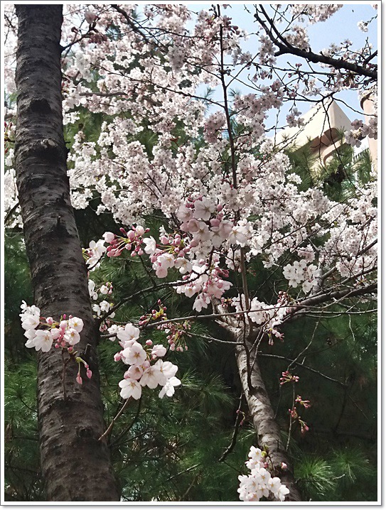 우리동네도 꽃동산
