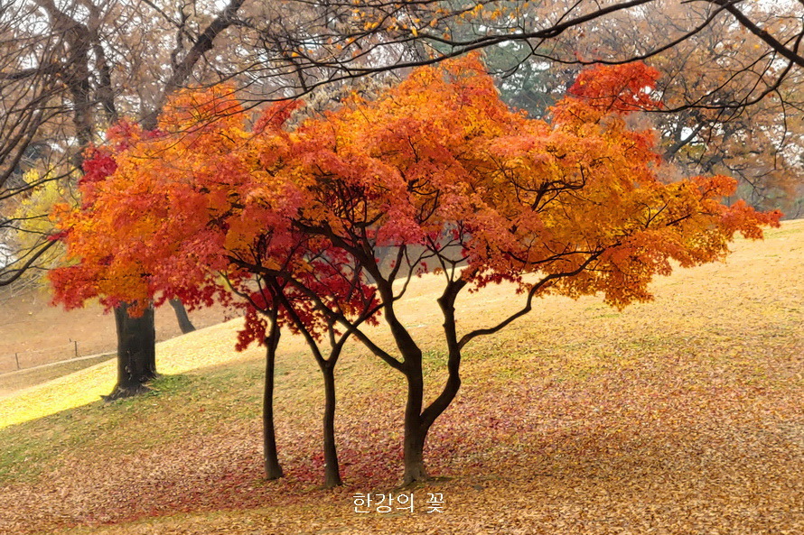 올림픽공원의 가을색